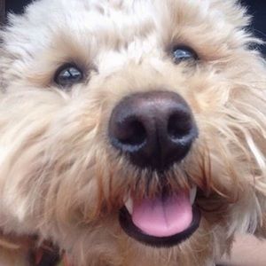 Meet your Posher, Abby